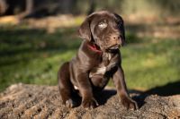Labrador Retriever Puppies for sale in Weimar, California. price: $500