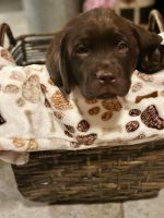 Labrador Retriever Puppies for sale in Fort Mohave, Arizona. price: $1,000