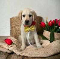 Labrador Retriever Puppies for sale in Acampo, California. price: $700