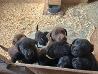 Labrador Retriever Puppies for sale in Topeka, Kansas. price: $850