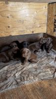 Labrador Retriever Puppies for sale in South Whittier, California. price: $700