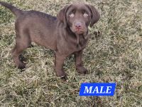 Labrador Retriever Puppies for sale in Litchfield, MI 49252, USA. price: $300