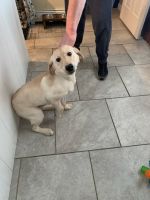 Labrador Retriever Puppies for sale in Kutztown, PA 19530, USA. price: $350