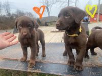 Labrador Retriever Puppies for sale in Kingsport, Tennessee. price: $600