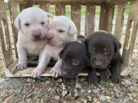 Labrador Retriever Puppies for sale in Elkhart, Texas. price: $500