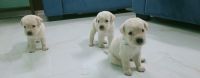 Labrador Retriever Puppies for sale in Mangalore, Karnataka. price: 12,000 INR