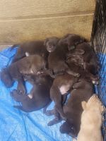 Labrador Retriever Puppies for sale in East Freedom, Pennsylvania. price: $700