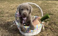 Labrador Retriever Puppies for sale in Gladwin, MI 48624, USA. price: $1,500