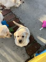 Labrador Retriever Puppies for sale in Carmichael, California. price: $2,000