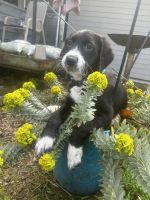 Labrador Retriever Puppies for sale in Dallas, Oregon. price: $500