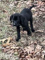 Labrador Retriever Puppies for sale in Hannibal, Missouri. price: $50