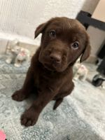 Labrador Retriever Puppies for sale in Green Valley, Arizona. price: $400