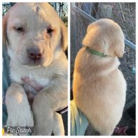 Labrador Retriever Puppies for sale in Lafayette, Louisiana. price: $500