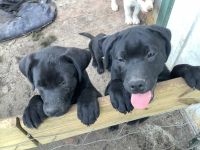 Labrador Retriever Puppies for sale in Crescent City, Florida. price: NA