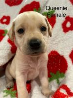 Labrador Retriever Puppies for sale in Borden, Indiana. price: $60,000
