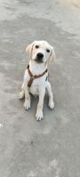 Labrador Retriever Puppies for sale in Bangalore, Karnataka. price: 6,000 INR