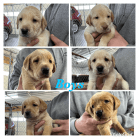 Labrador Retriever Puppies for sale in Cumberland, Virginia. price: $900