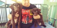 Labrador Retriever Puppies for sale in Calimesa, CA, USA. price: $1,300