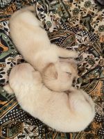Labrador Retriever Puppies for sale in Kottayam, Kerala. price: 10,000 INR