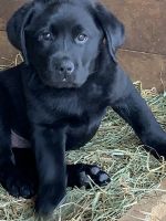 Labrador Retriever Puppies for sale in Roseland, Virginia. price: $700
