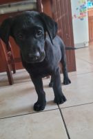 Labrador Retriever Puppies for sale in Visalia, California. price: $400