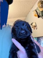 Labrador Retriever Puppies for sale in Wisconsin Rapids, WI, USA. price: $500