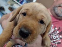 Labrador Retriever Puppies for sale in Bushnell, Florida. price: $1,300