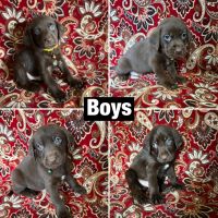 Labrador Retriever Puppies for sale in Fresno, California. price: $500