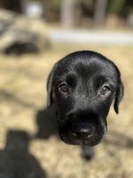 Labrador Retriever Puppies for sale in Lake Luzerne, NY 12846, USA. price: $1,200