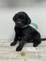 Labrador Retriever Puppies for sale in Alamosa, Colorado. price: $450
