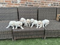 Labrador Retriever Puppies for sale in Austin, Texas. price: $1,200