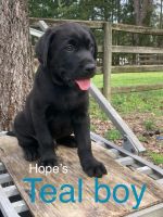 Labrador Retriever Puppies for sale in Minden, Louisiana. price: $725