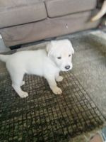 Labrador Retriever Puppies for sale in 4229 Epperly Dr, Del City, OK 73115, USA. price: $60