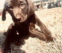 Labrador Retriever Puppies for sale in Grovetown, Georgia. price: $400