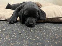 Labrador Retriever Puppies for sale in Pawnee Rock, Kansas. price: $900