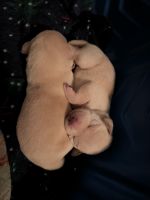 Labrador Retriever Puppies for sale in Miles City, Montana. price: $1,500