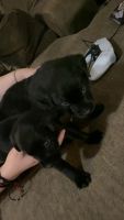 Labrador Retriever Puppies for sale in Montrose, Colorado. price: $450