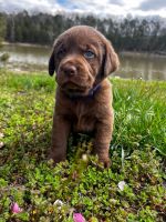 Labrador Retriever Puppies for sale in Kingston, Tennessee. price: NA