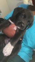 Labrador Retriever Puppies for sale in Orlando, Florida. price: $800