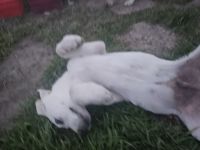 Labrador Retriever Puppies for sale in Venus, Texas. price: NA