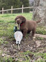 Labrador Retriever Puppies for sale in Kingston, Tennessee. price: $750