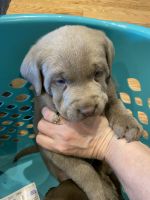 Labrador Retriever Puppies for sale in Wartrace, Tennessee. price: $1,000