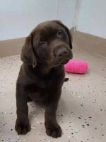 Labrador Retriever Puppies for sale in Virginia Beach, Virginia. price: $1,950