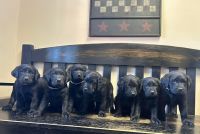 Labrador Retriever Puppies for sale in South Boston, Virginia. price: $800