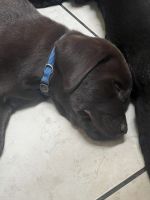 Labrador Retriever Puppies for sale in Broaddus, Texas. price: $750