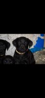 Labrador Retriever Puppies for sale in Mountain Home, Idaho. price: $500