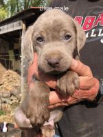 Labrador Retriever Puppies for sale in Hollywood, Alabama. price: NA