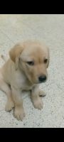 Labrador Husky Puppies for sale in Nandi Enclave Apartments Rd, Bhuvaneshwari Nagar, Banashankari, Bengaluru, Karnataka 560085, India. price: 12000 INR