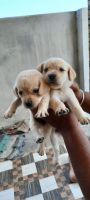 Labrador Husky Puppies for sale in Pollachi Road, Palakkad - Pollachi Rd, Kozhinjampara, Kerala 678555, India. price: NA
