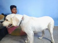 Labrador Husky Puppies for sale in Vellore, Tamil Nadu, India. price: 8000 INR